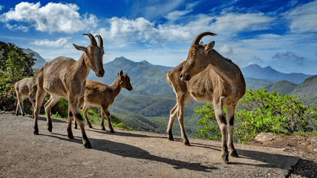 Eravikulam National Park